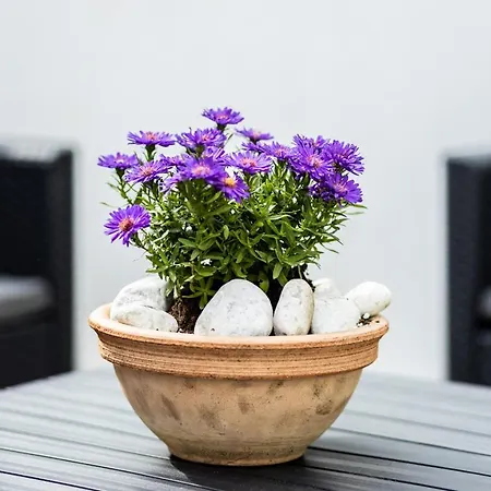 Buekkoes Liget Apartament